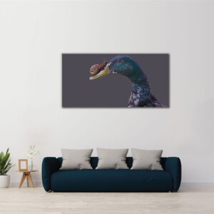 Duck nose snail relationship showing photo painting