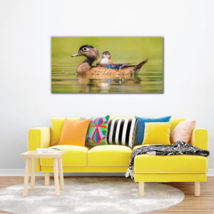 The Duck swimming on the lake photo frame